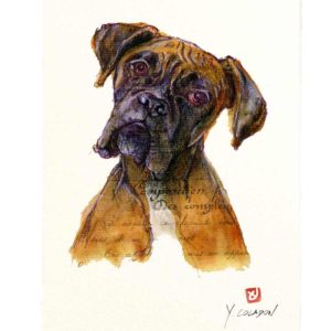 Carte postale. Boxer, aquarelle, Yves Coladon artiste peintre graveur